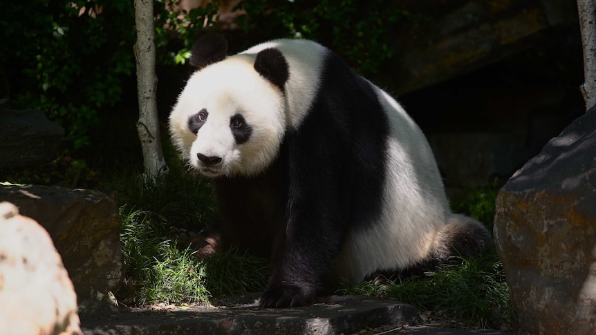 A giant panda sitting on the grass