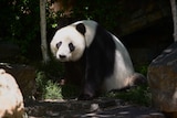A giant panda sitting on the grass