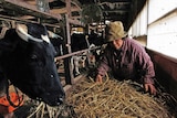 A woman feeds her cattle at a farm in Kawamata, 45 kilometres west of the Fukushima nuclear power plant.