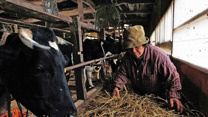 A woman feeds her cattle at a farm in Kawamata, 45 kilometres west of the Fukushima nuclear power plant.