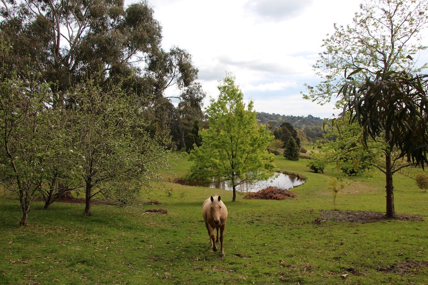 A dun coloured horse in a green paddock