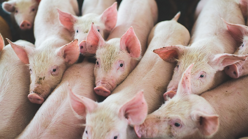 Piglets crowd together in a pen looking towards the camera