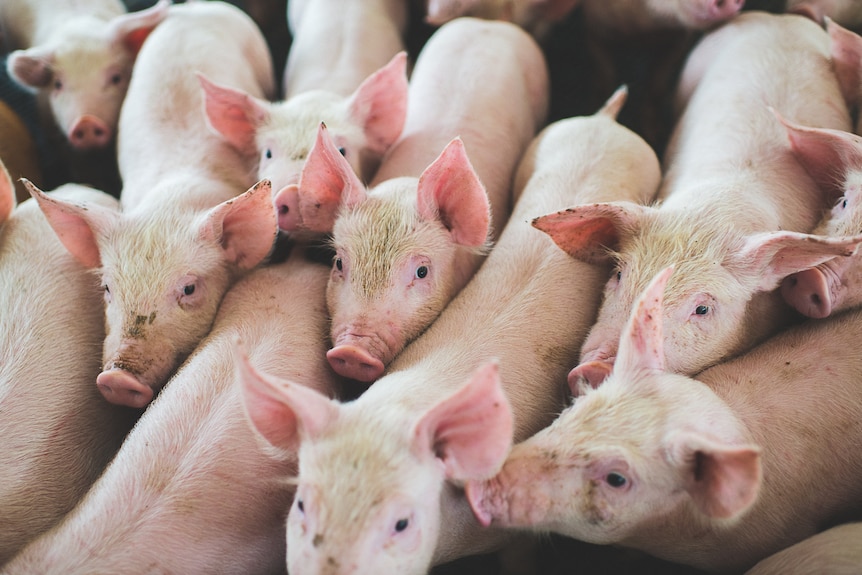 Piglets crowd together in a pen looking towards the camera