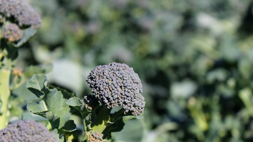 A close-up photograph of baby broccoli growing in a field.