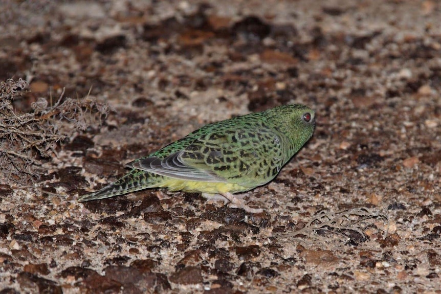 A night parrot, it has green feathers and is standing on the ground.