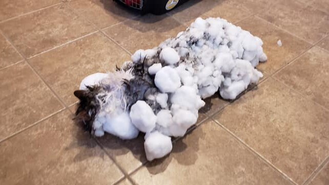 A cat covered in snowballs lying on a tiled floor.
