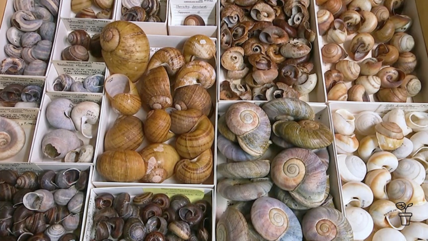 Boxes filled with different types of snail shells