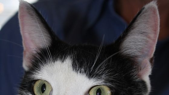 'Timothy' the cat, went missing from his Brisbane home in late 2009.