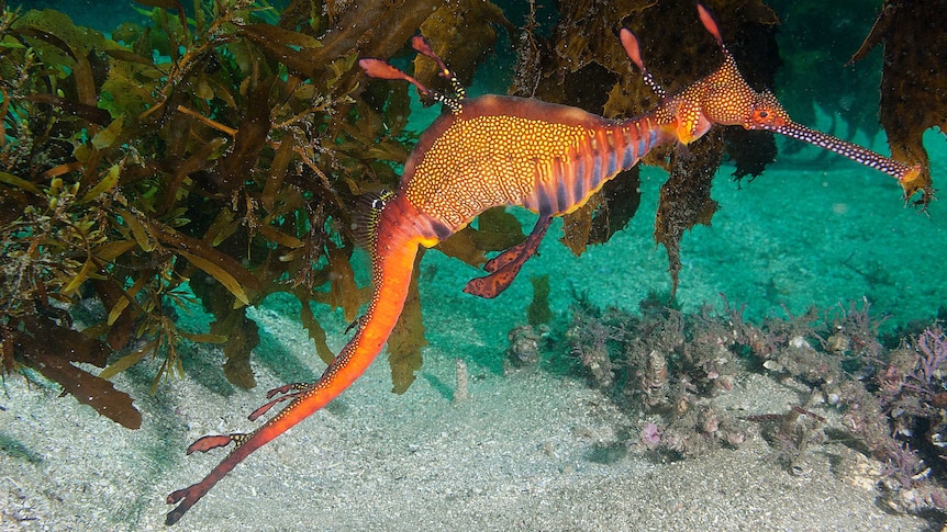 An orange, spotted weedy seadragon in front of some seaweed.