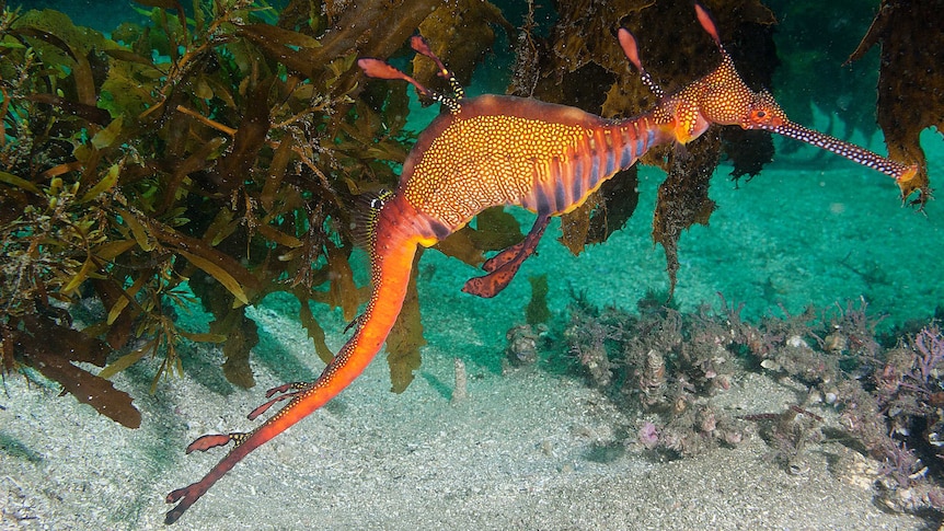 An orange, spotted weedy sea dragon in front of some seaweed, in the ocean.