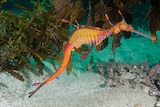 An orange, spotted weedy seadragon in front of some seaweed.
