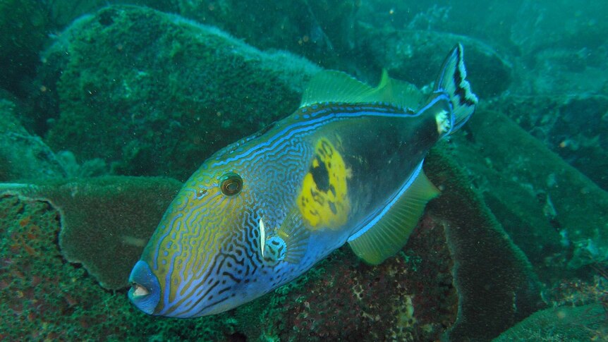 A sixspine leatherjacket at Gippsland's Beware Reef