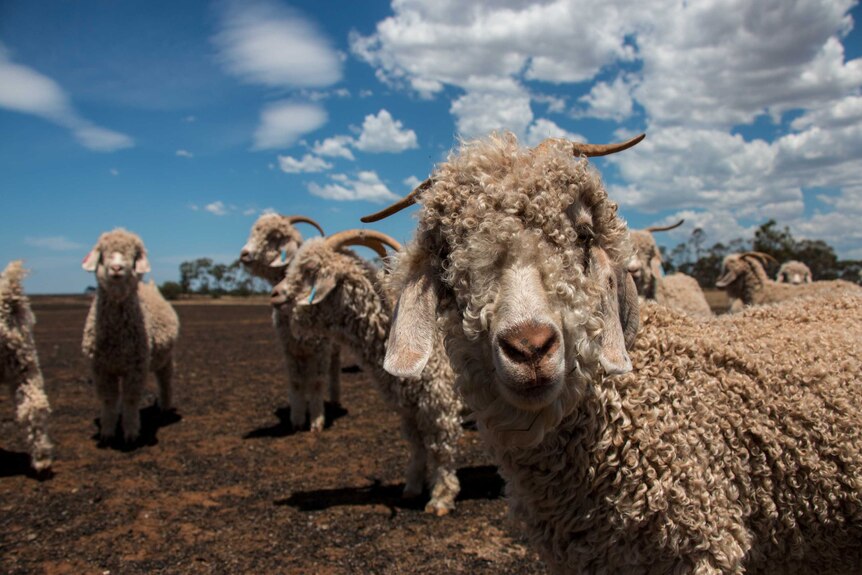An angora goat in a burnt out paddock at Little River.