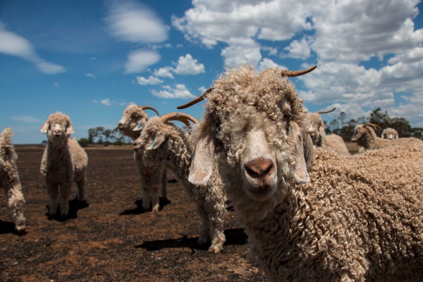 An angora goat in a burnt out paddock at Little River.