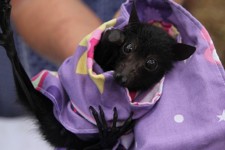 Baby black bat wrapped up in brightly covered cloth stares at camera