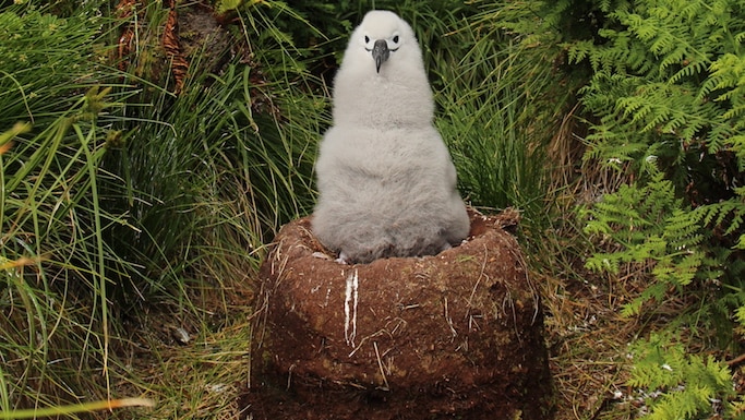 Jaimie Cleeland described the albatross chicks as 'muppets' - they look life fluffy stuffed toys.