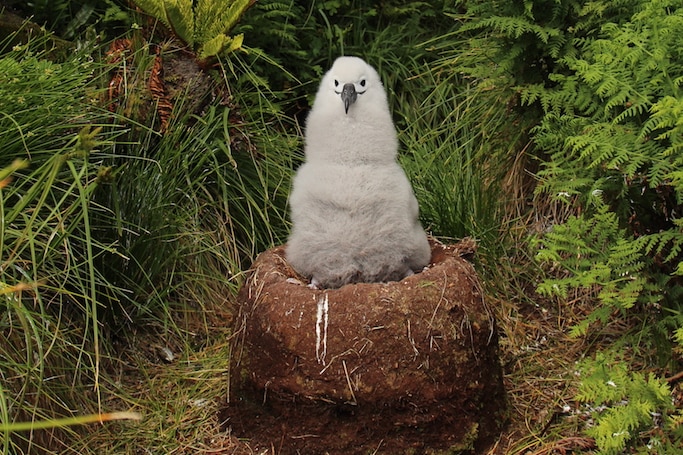 A Yellow-nosed Albatross Chick