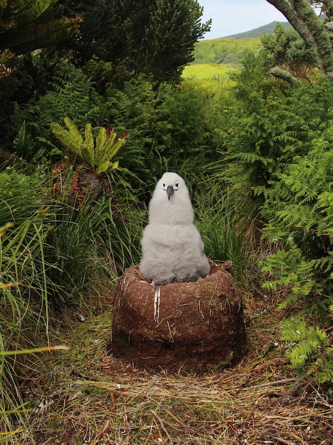 A fluffy pale grey bird sits on a raised cylindrical mud nest amongst ferns and trees.
