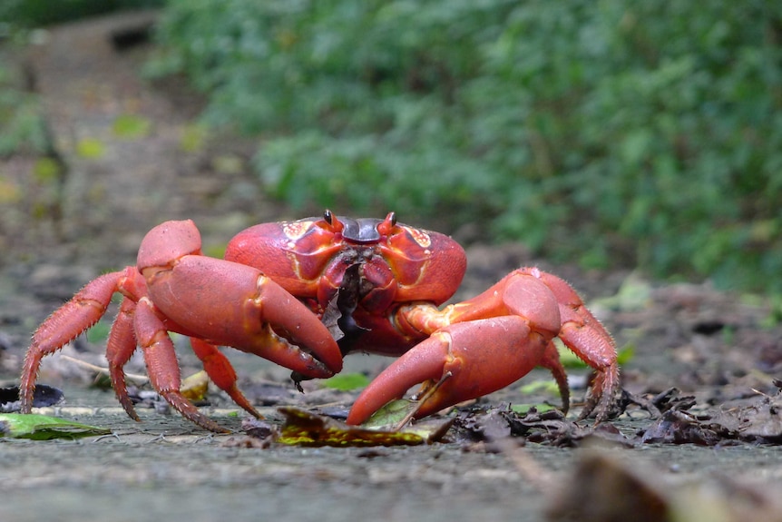 A Christmas Island red crab on the move.