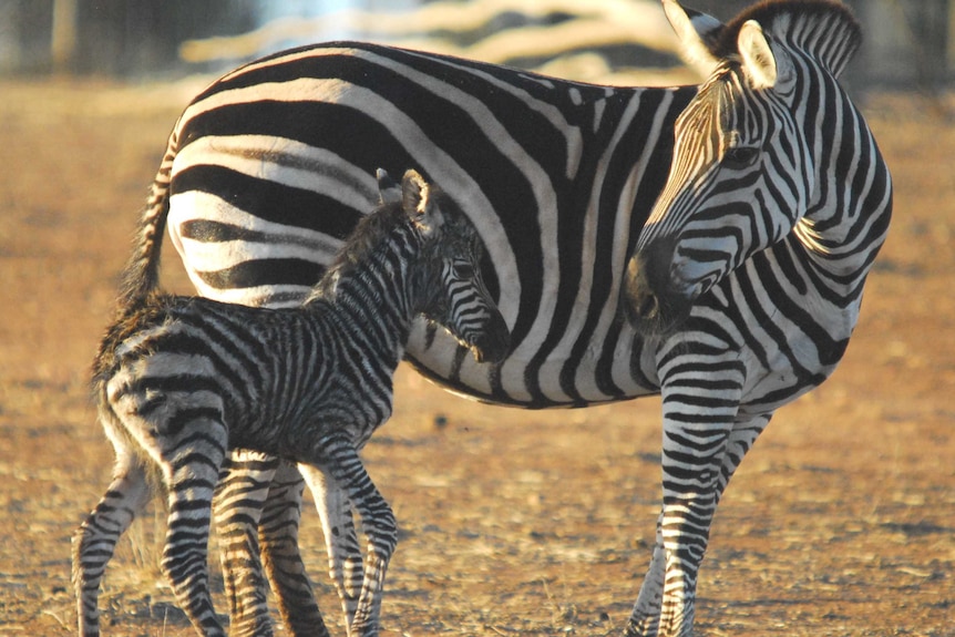A newborn zebra foal walks towards its mother at Adelaide's Monarto Zoo.