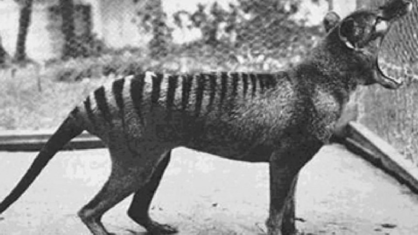 Thylacine in captivity, standing with mouth open.