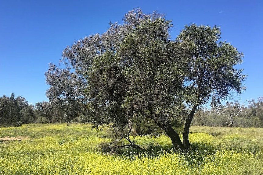 A large tree in a field of yellow wildflowers.