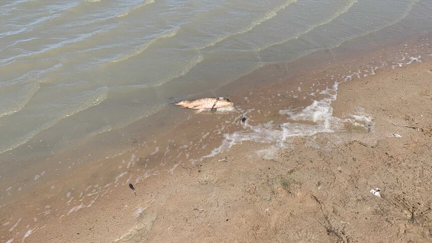 a dead fish lays in the water