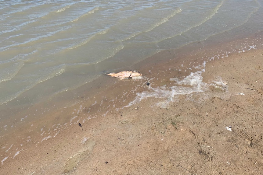 a dead fish lays in the water