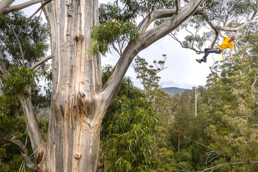 Climber wearing a bright yellow shirt dangling from a giant eucalyptus tree surrounded by forest.