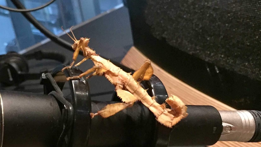 One of Teori Shannon's giant stick insects in the 720 ABC Perth studio