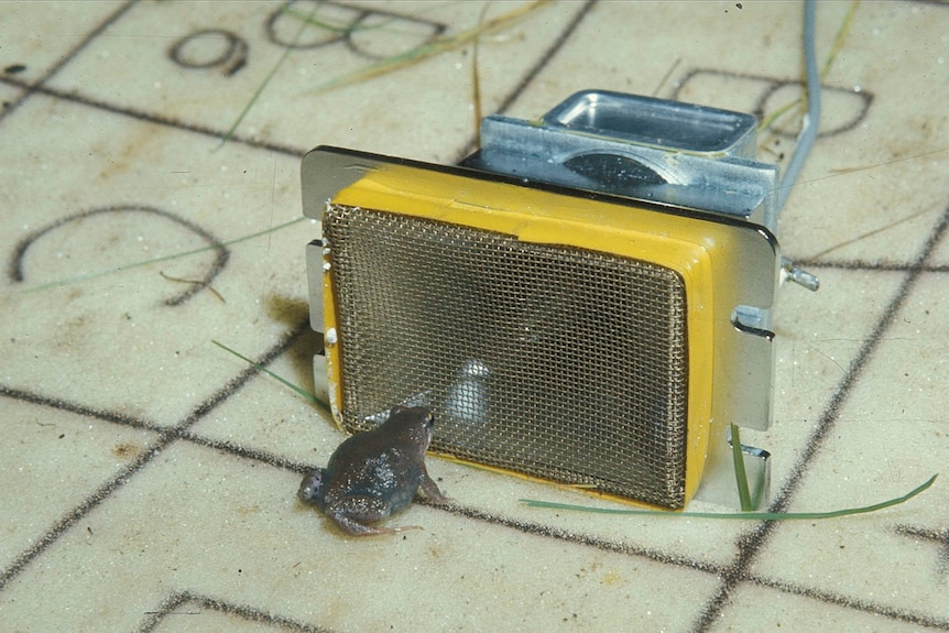 A female Victorian Smooth Froglet in front of a speaker.