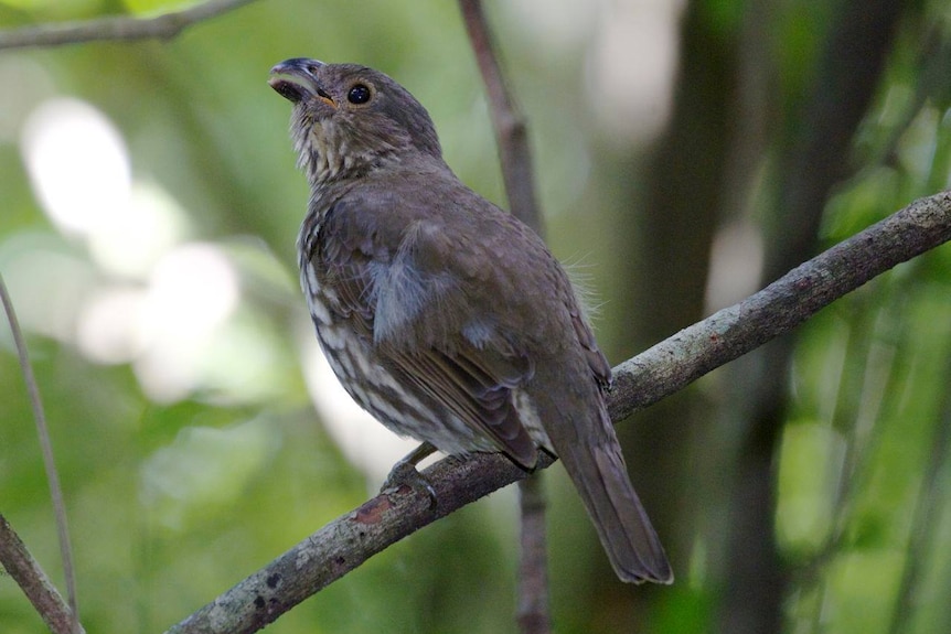 A tooth-billed bowerbird, a grey, brown colour, sitting on a branch with a green background.