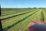 Mowing hay will the view from the tractor cab