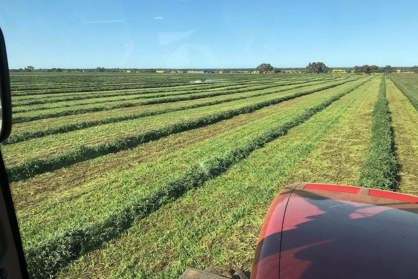 Mowing hay in a flat paddock