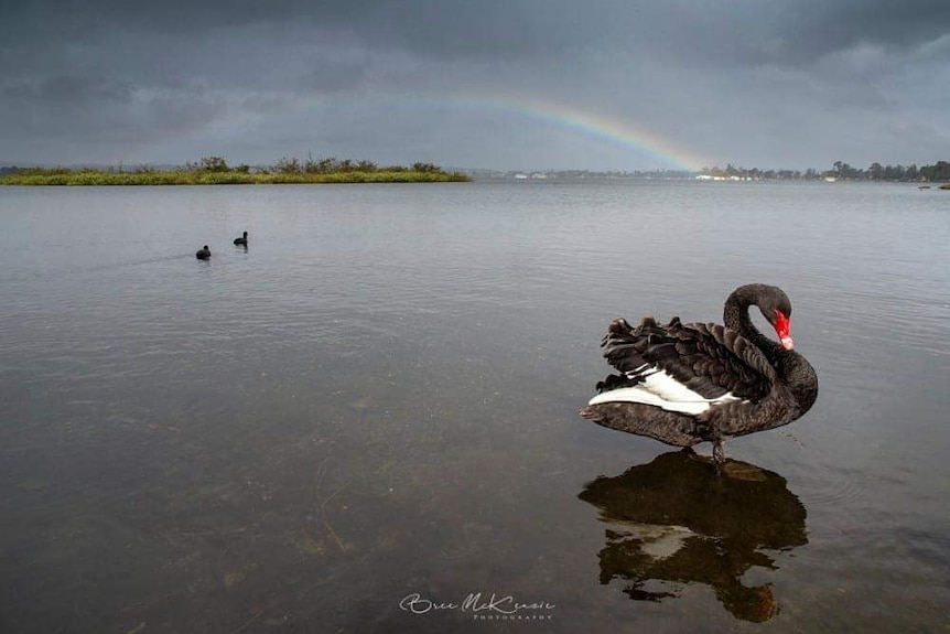 a black swan stands in shallow water in a grey lake, there is a rainbow behind it.
