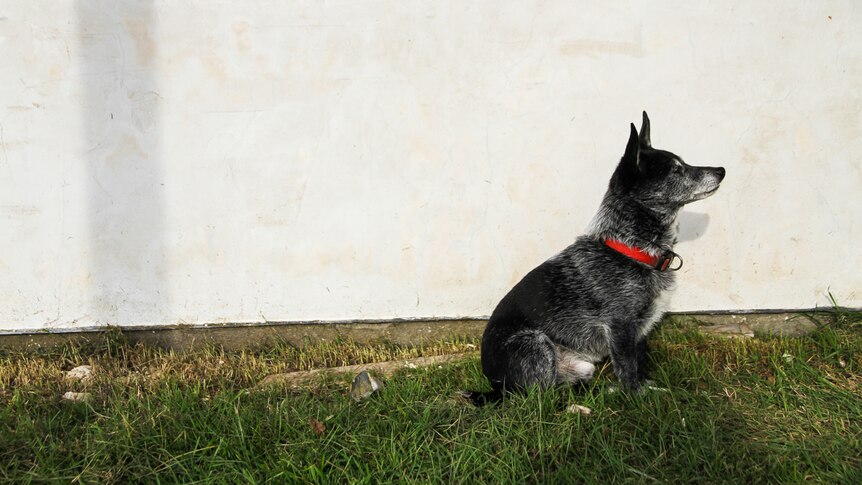 Eddie the 15-year-old pet dog in front of the lime rendered wall.