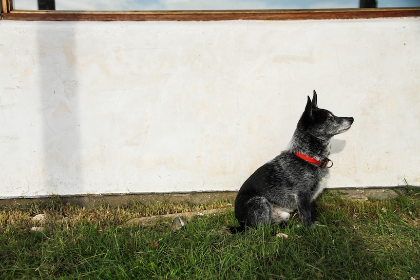 Eddie the 15-year-old pet dog in front of the lime rendered wall.