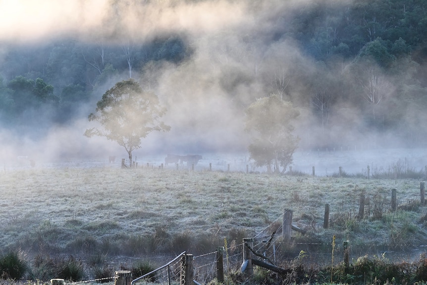 Fog lifts from a landscape in the Yarramalong Valley , NSW, in the morning light