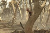 Bushfire near Angaston