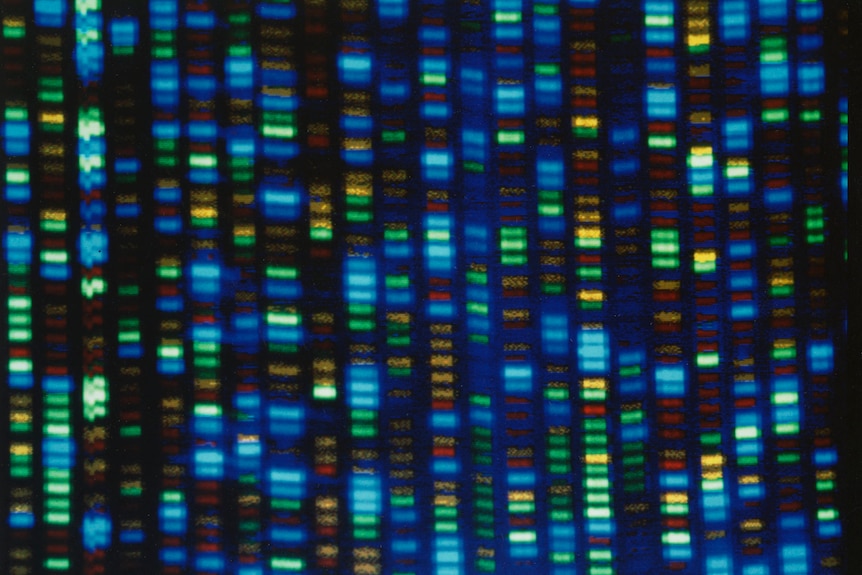 Output from a DNA sequencer