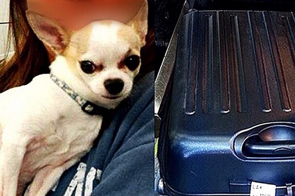 A composite of the owner holding the Chihuahua and the luggage the dog was found in
