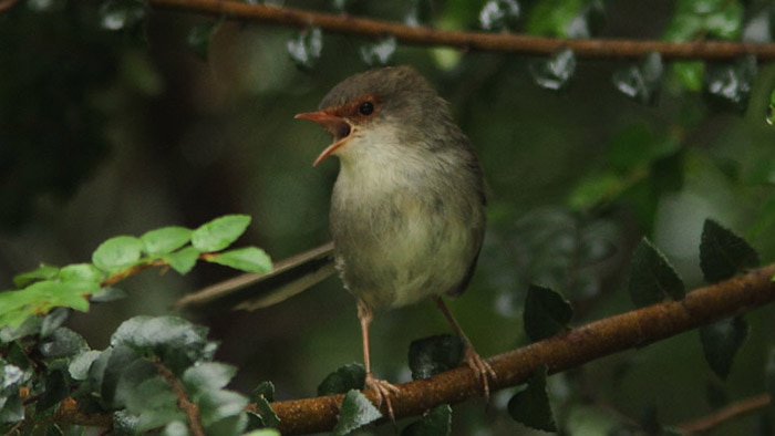 A superb fairy-wren sings in Tasmania's Tarkine.