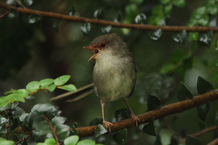 A superb fairy-wren sings in Tasmania's Tarkine.