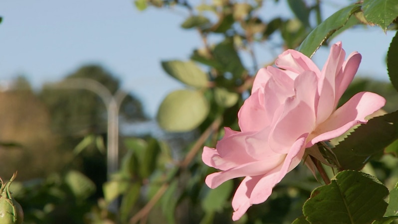 Light pink rose growing outdoors