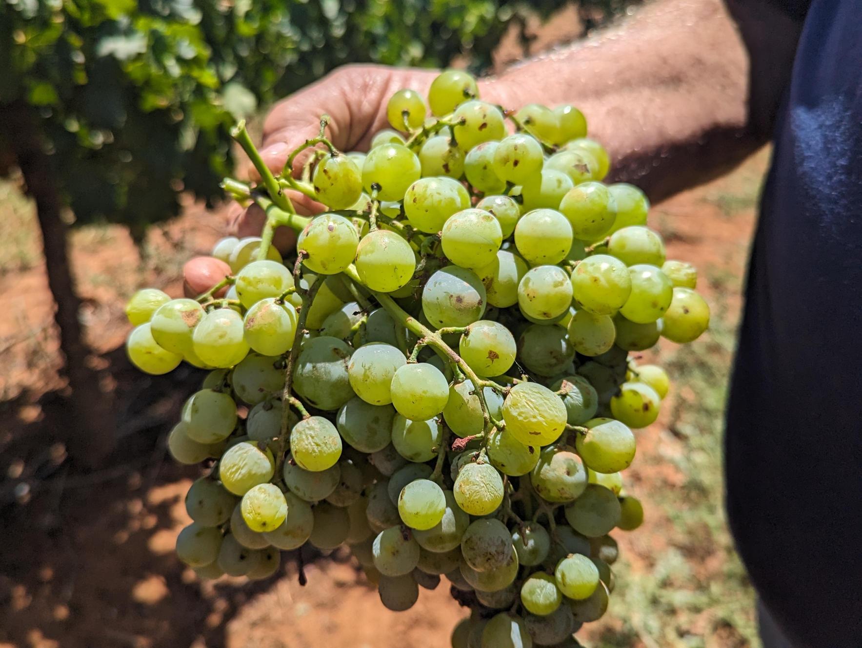 Close-up shot of wine grapes
