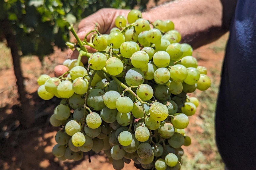 Close-up shot of wine grapes