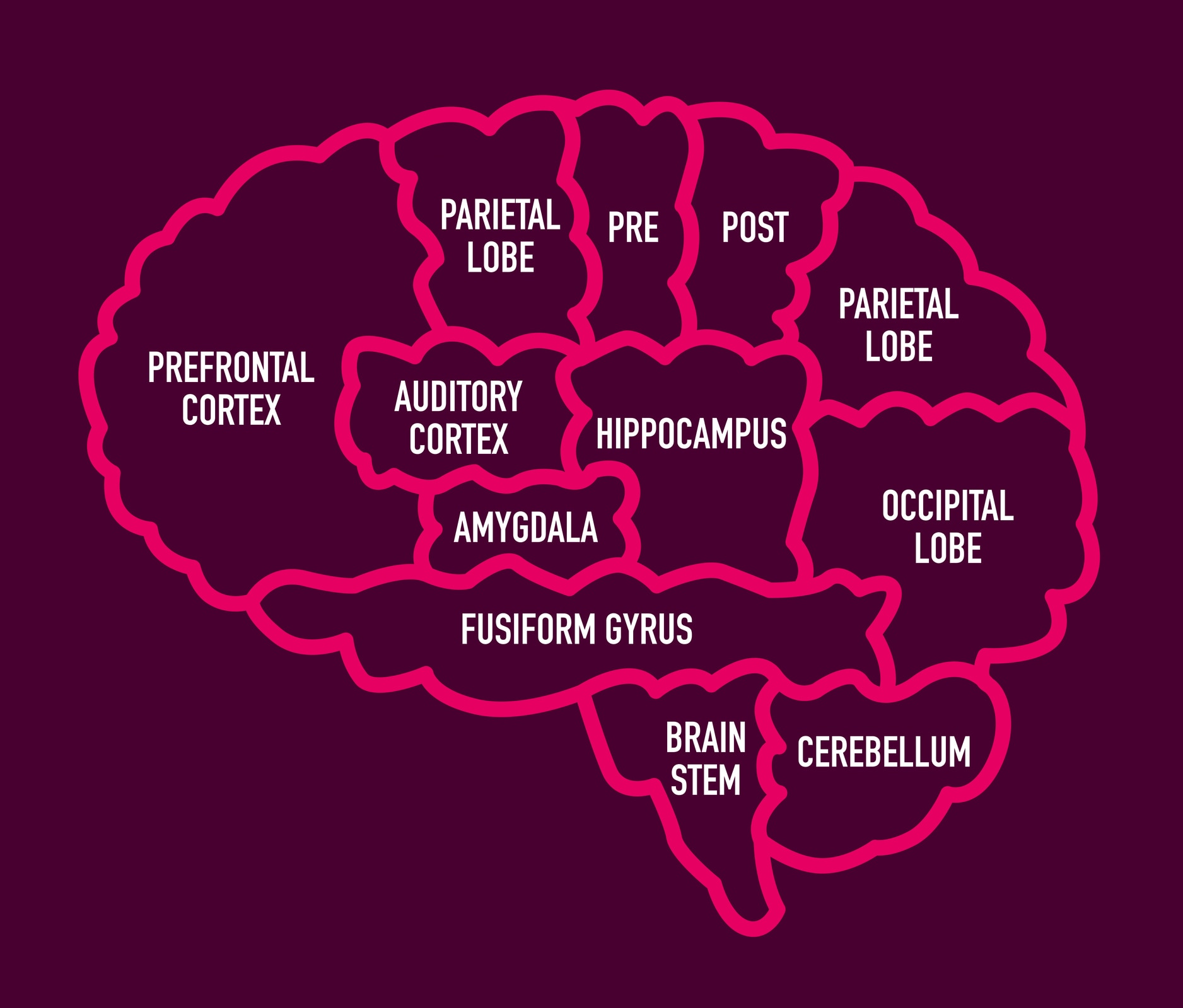 A diagram showing the names of different sections of the human brain.