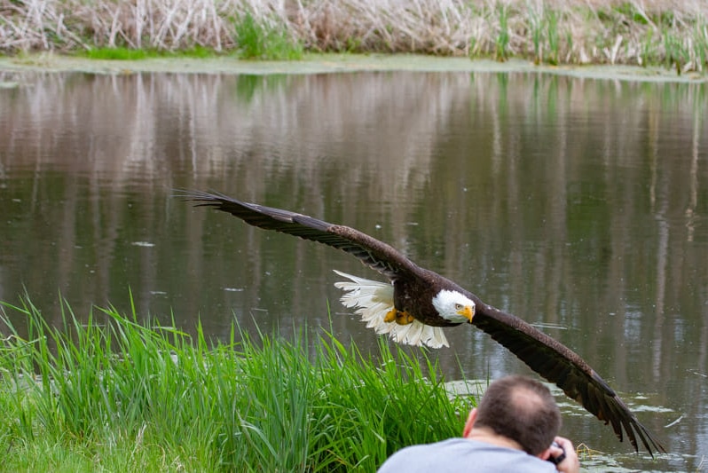 A photographer takes pictures of a large eagle in flight over a pond.
