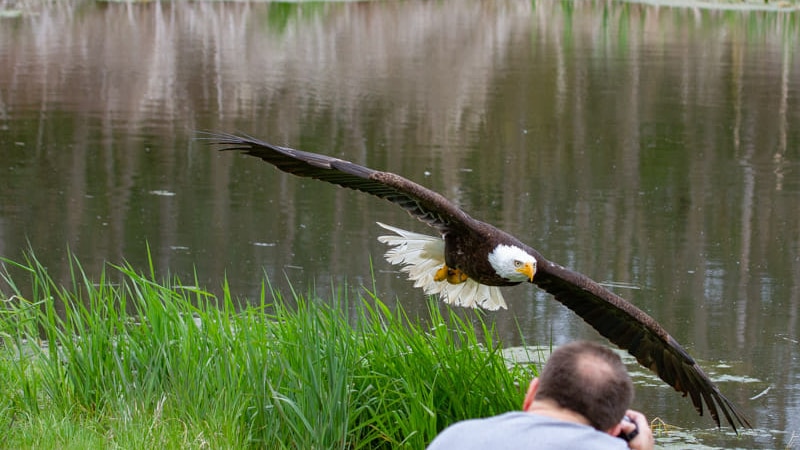 A photographer takes pictures of a large eagle in flight over a pond.