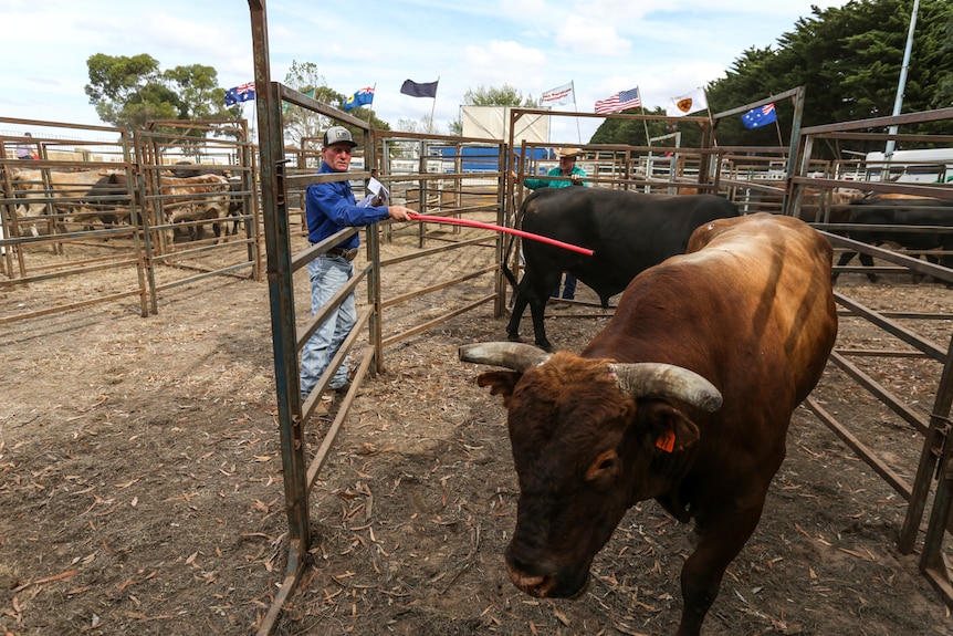Son Gavin Woodall, ex-Australian bull riding champion getting the bulls ready for the rodeo in Dunkeld.
